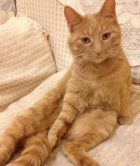 宠物猫乱尿怎么办小妙招