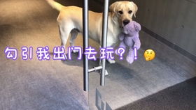 宠物狗减脂餐怎么做的啊