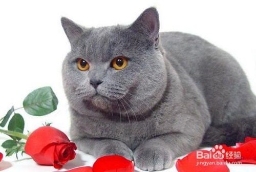 英国怎么养宠物猫