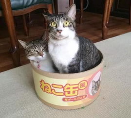 宠物猫变成人了怎么办呢