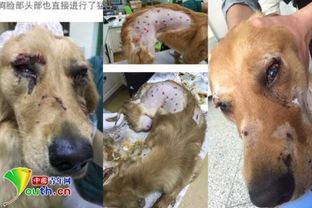 宠物狗喝醉了怎么办啊