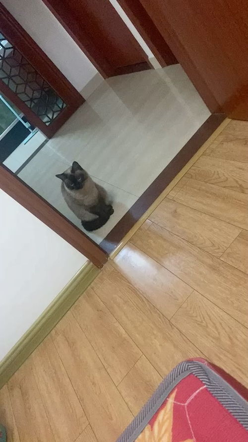 杜宾犬宠物猫怎么养活