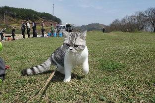 宠物猫旅游怎么带