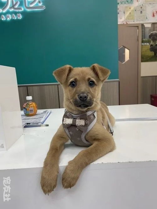宠物狗四个月怎么喂养