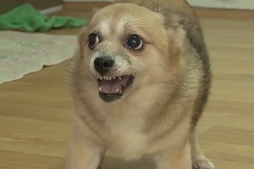 宠物狗怎么变凶一点呢