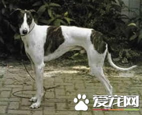 灵缇犬多少钱一只