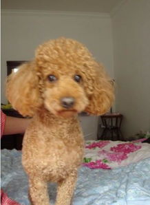 贵宾犬能卖多少钱