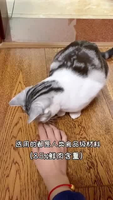 怎么养宠物猫听话