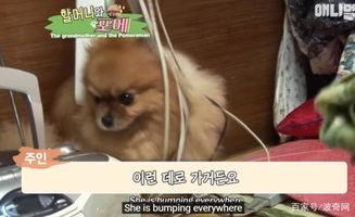 宠物狗撞奶奶怎么回事啊