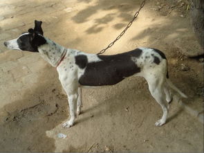 中国细犬多少钱一只