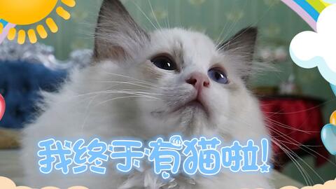 养了宠物狗拉屎怎么办啊