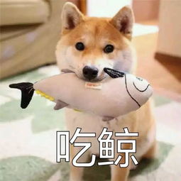 宠物狗拉绿色便便怎么办