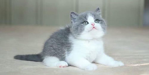 怎么挑选宠物猫品种