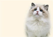 养宠物猫怎么挣钱