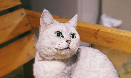 宠物猫怎么带回香港