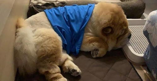 宠物狗晚上出去不回家怎么办