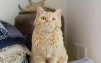 塞尔凯克卷毛猫多少钱