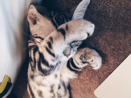 宠物猫被人偷走了怎么找回来