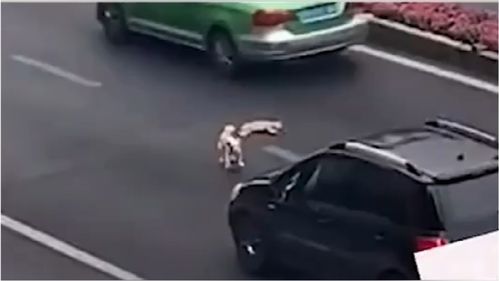 宠物狗撞倒小孩怎么办啊