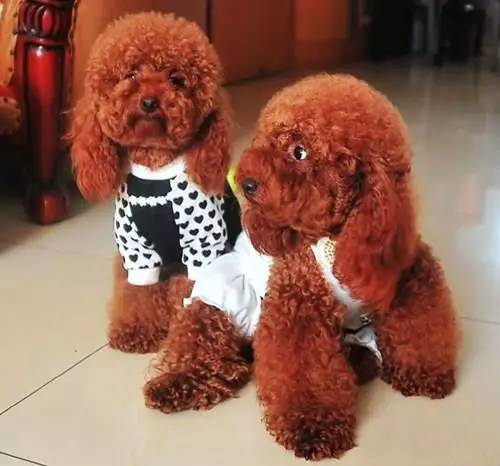 宠物狗怎么选泰迪品种好