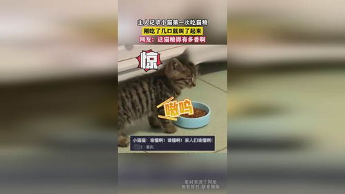 小猫吃猫粮一次吃多少