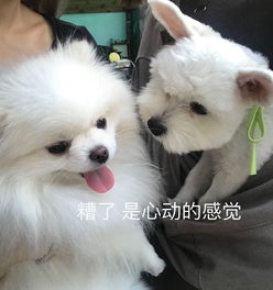 宠物狗怎么看健康状态呢