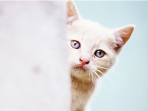 宠物猫怎么给他吃奶粉