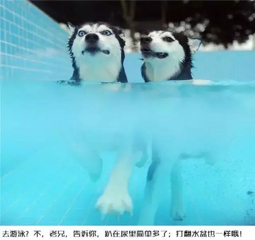 防止宠物狗乱尿怎么办