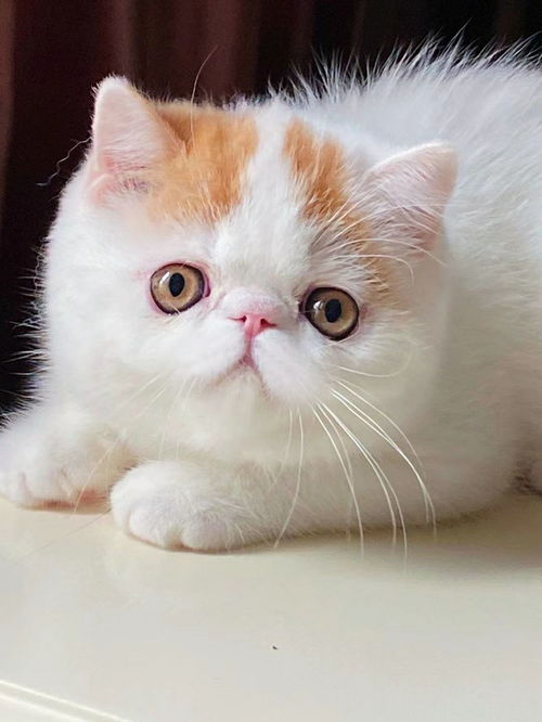 加菲猫价格多少钱一只
