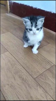普通猫咪多少钱一只