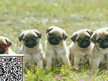 怎么养宠物狗巴哥犬好看