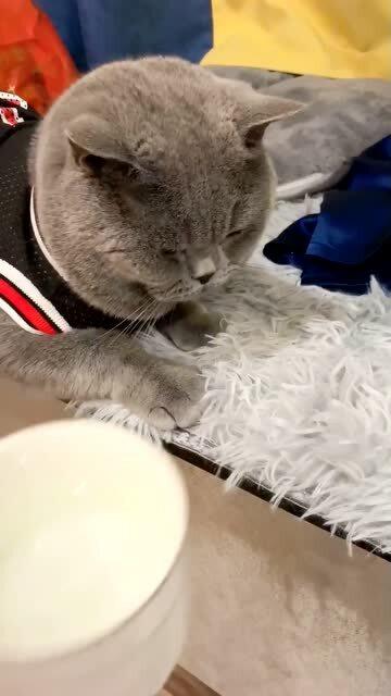 宠物猫怎么养喝水
