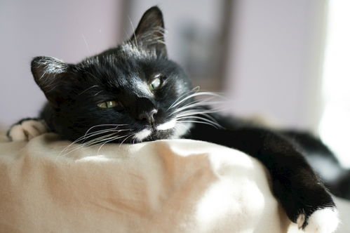 怎么识别宠物猫的好坏