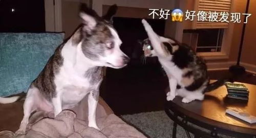 宠物狗偷袭猫怎么办啊