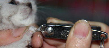 小猫剪指甲剪多少