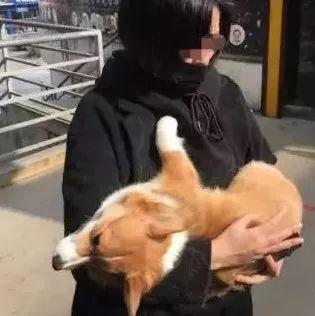 宠物狗绑着伤人怎么办啊