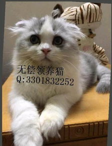哈啰宠物猫怎么养