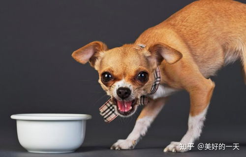 宠物狗不护食吗怎么办呢