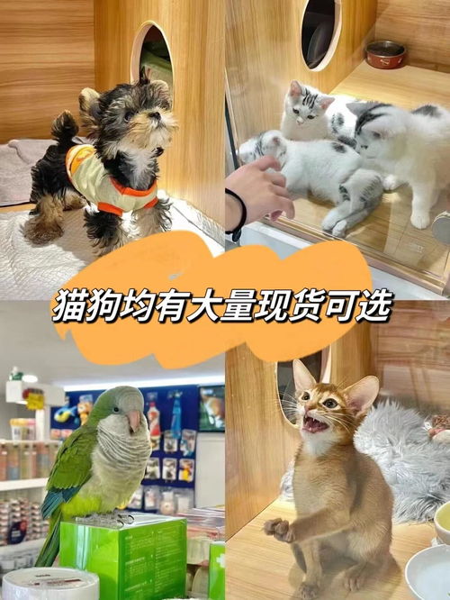 宠物市场怎么选宠物猫呢