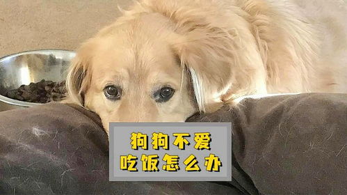 宠物狗不吃食怎么办呢