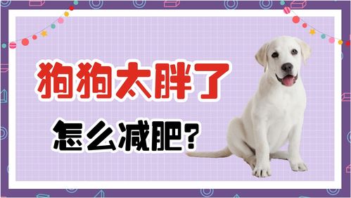 宠物狗尿太多是怎么回事