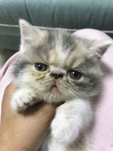 加菲猫多少钱一只