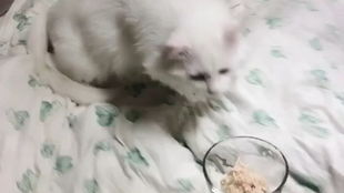 怎么给宠物猫煮鸡肉