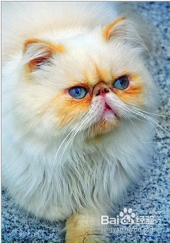 宠物猫走失遇害怎么处理