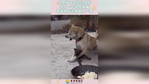 宠物狗吃东西护食怎么办