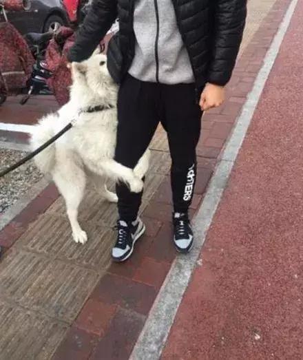 宠物狗不让主人抱怎么办
