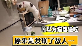 宠物猫怎么做饭吃好吃