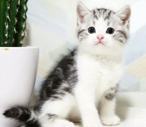 咸鱼怎么买卖宠物猫