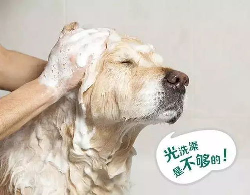 夏天给宠物狗怎么做驱虫