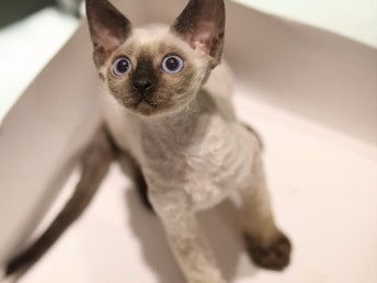 卷毛小宠物猫怎么养活